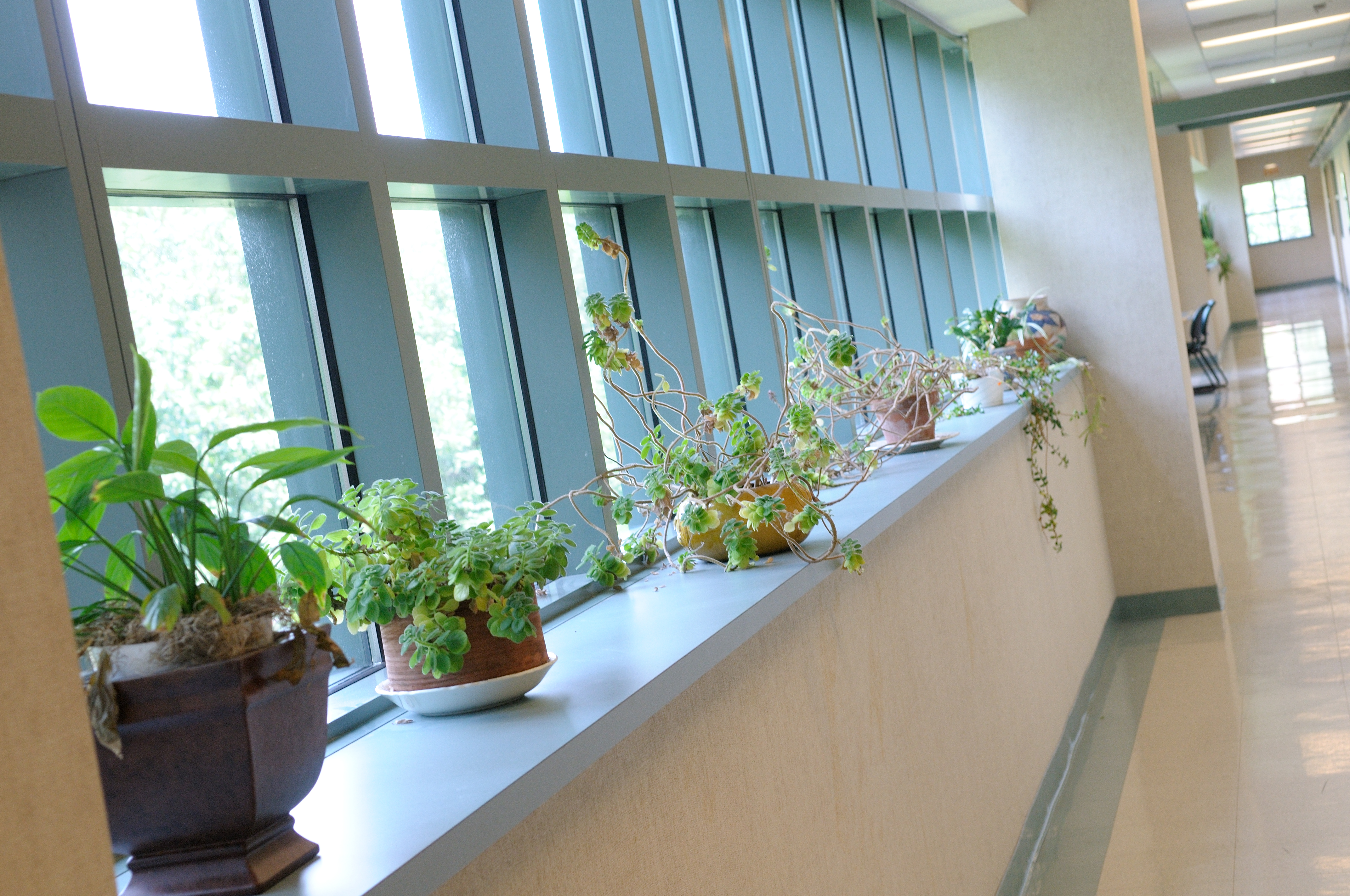 Plants on window sill at Beckman Institute