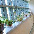 Plants on window sill at Beckman Institute
